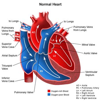human circulatory system heart. Human Circulatory System